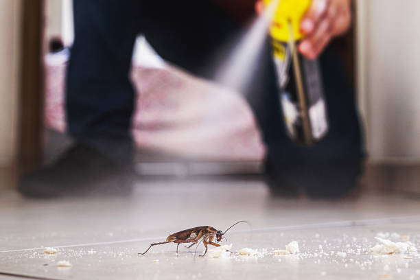 Best Affordable Pest Control Services  in Henry, IL