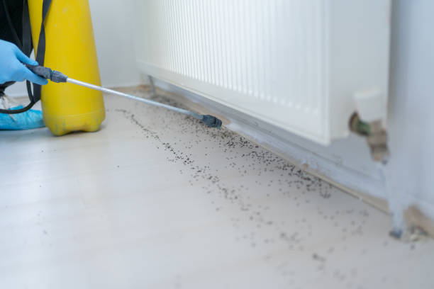 Best Rat Extermination Near Me  in Henry, IL