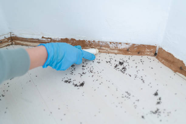 Best Mosquito Control Services  in Henry, IL